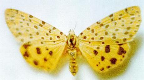 Argina astrea