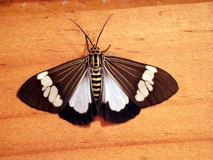 Nyctemera baulus