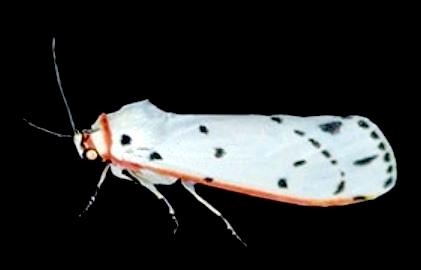Paramsacta costalis