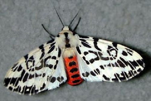 Ardices glatignyi