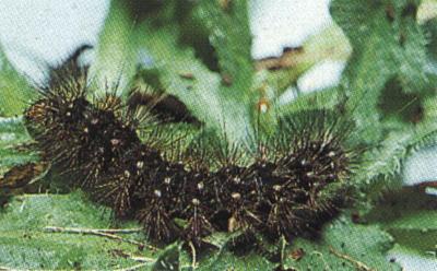 Paramsacta marginata larva