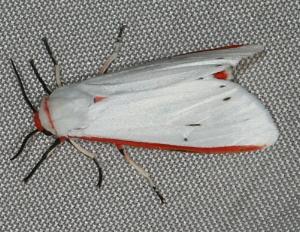 Paramsacta marginata