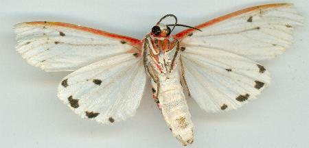 Paramsacta marginata