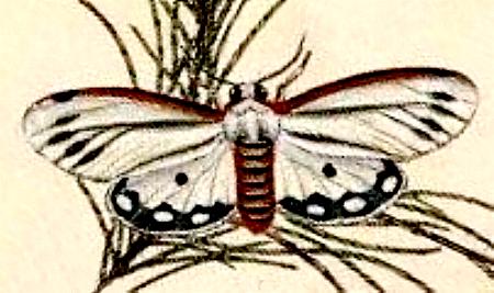 Paramsacta marginata