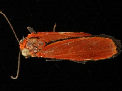 Cyana meyricki
