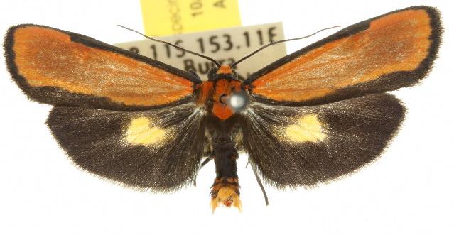 Cyana meyricki