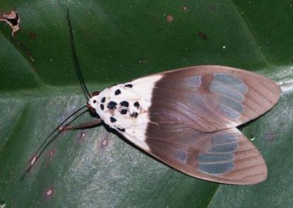 Amerila nigropunctata