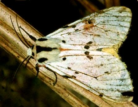 Spilarctia nobilis