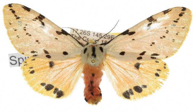 Spilarctia nobilis