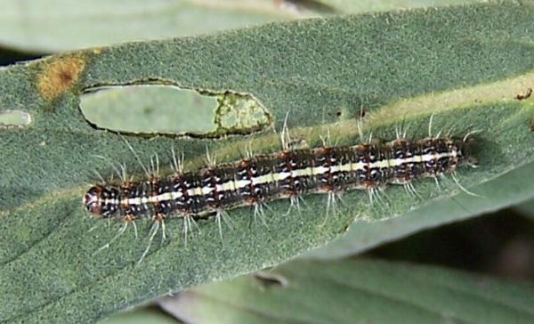 Utetheisa pulchelloides