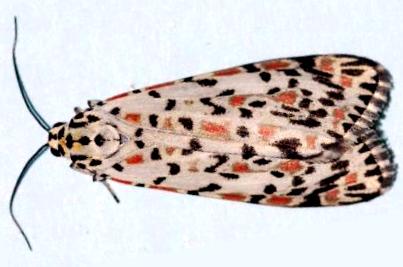 Utetheisa pulchelloides