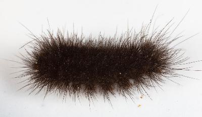 Cyme reticulata