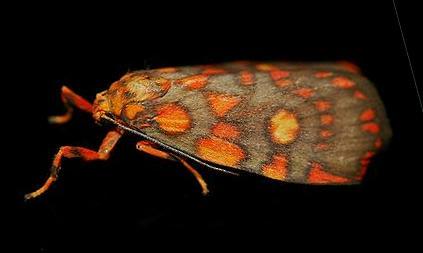 Cyme reticulata