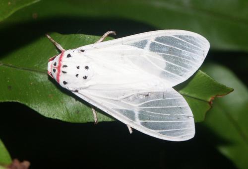 Amerila rubripes