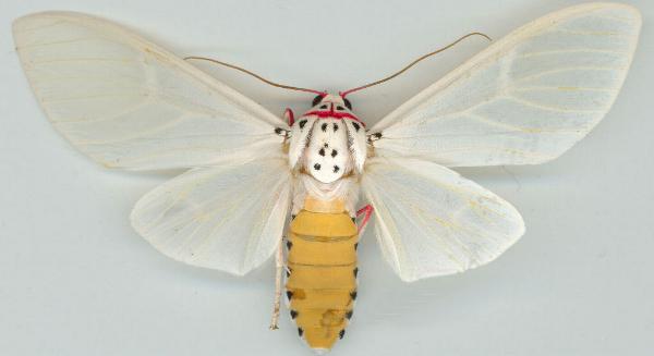 Amerila rubripes
