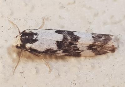 Arrhythmica semifusca