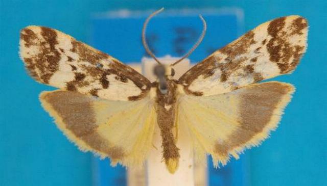 Arrhythmica semifusca