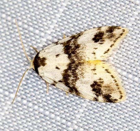 Thallarcha sparsana