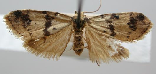 Thallarcha sparsana
