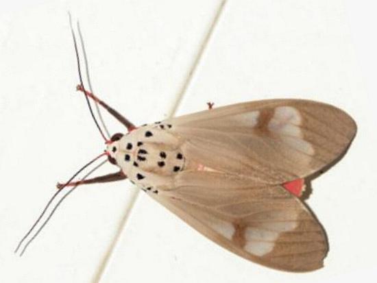 Amerila timolis