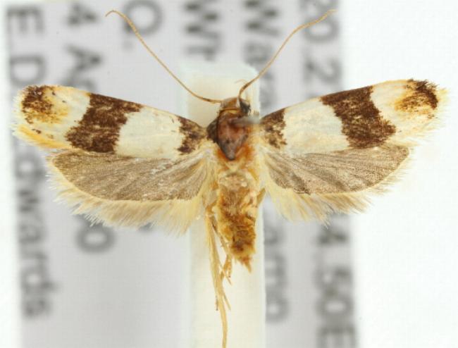 Anaptilora isocosma