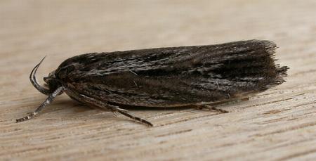 Procometis phloeodes