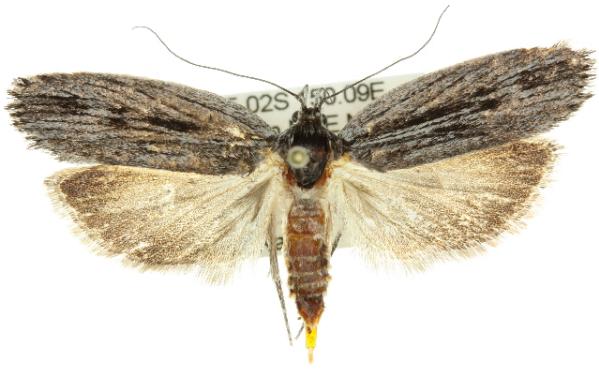 Procometis phloeodes