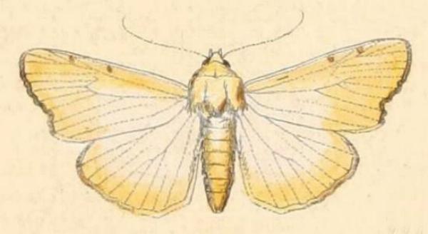 Xanthodes amata