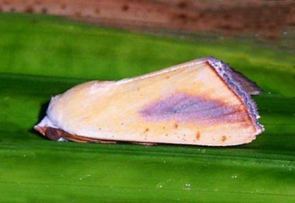 Xanthodes congenita