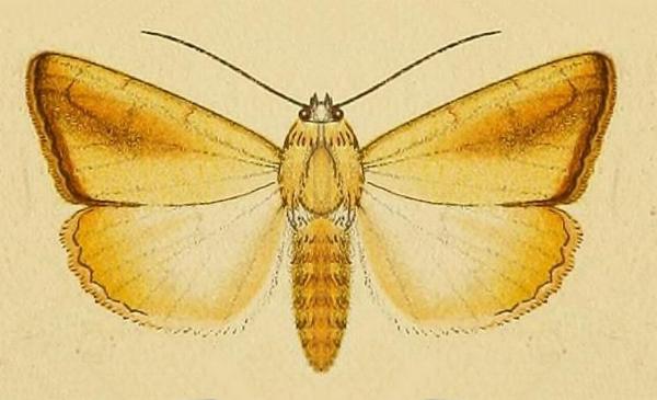 Xanthodes congenita