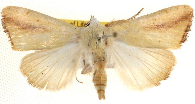 Xanthodes congenita