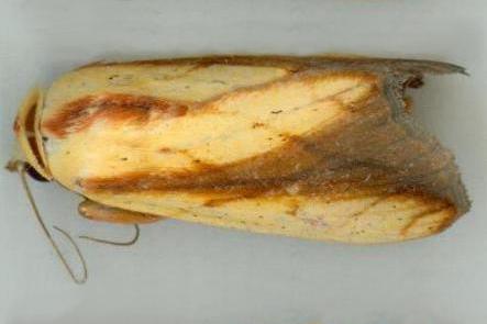 Xanthodes emboloscia