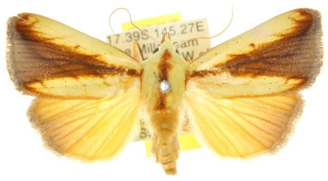 Xanthodes emboloscia