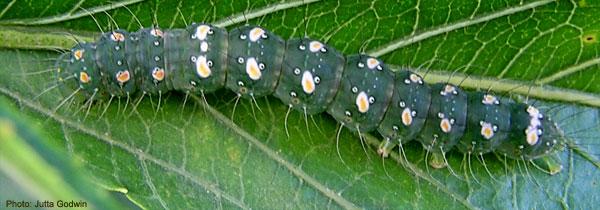 Xanthodes transversa