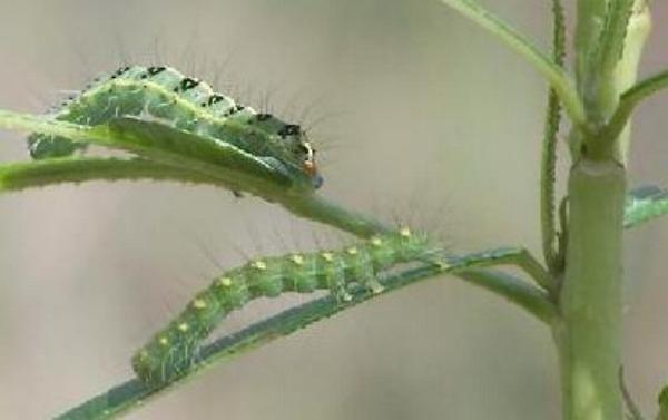 Xanthodes transversa