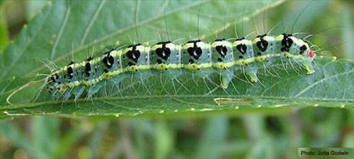 Xanthodes transversa