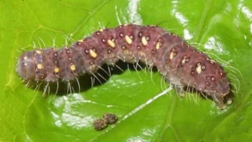 Xanthodes transversa