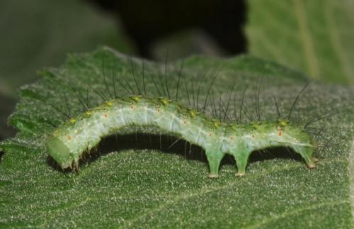 Xanthodes transversa