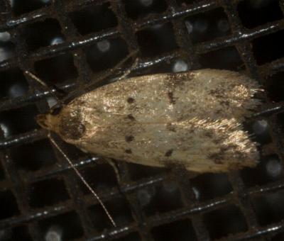 Diaphanta adocima
