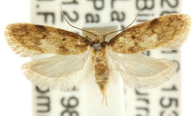 Diaphanta adocima