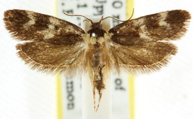 Barea anisochroa