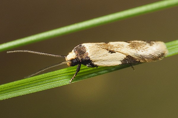 Thapsinotypa anthemodes