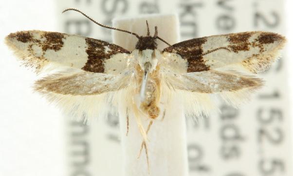 Delophanes anthracephala