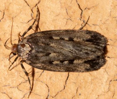Barea asbolaea