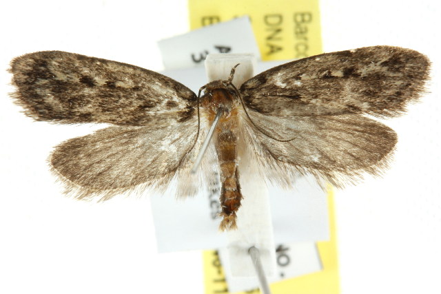 Barea asbolaea
