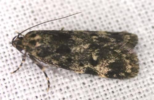 Barea atmophora
