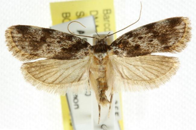 Barea atmophora