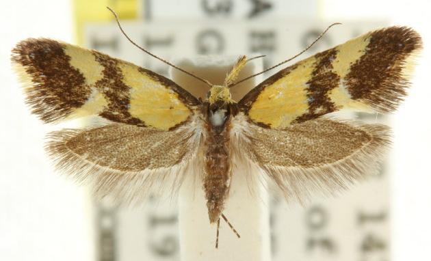 Leprocosma callizona