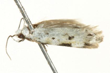 Ischnomorpha charierga