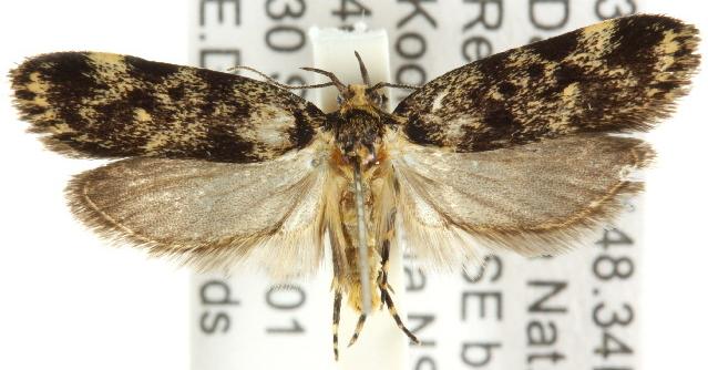 Barea codrella